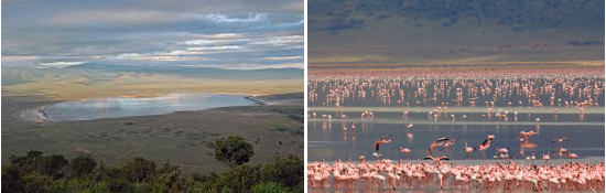 africa-ngorongoro-flamencos