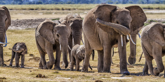 tanzania-elefantes