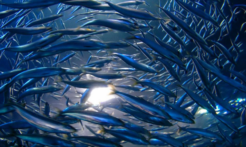 Pérdida de biodiversidad marina a un ritmo sin precedentes