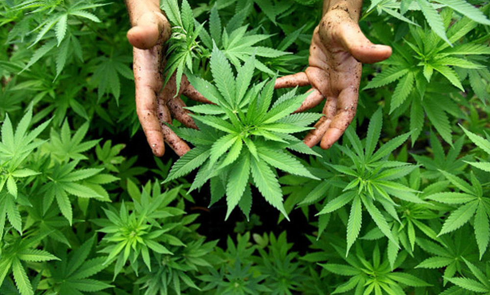 Cannabis, hachís y marihuana – Daños orgánicos y psicológicos