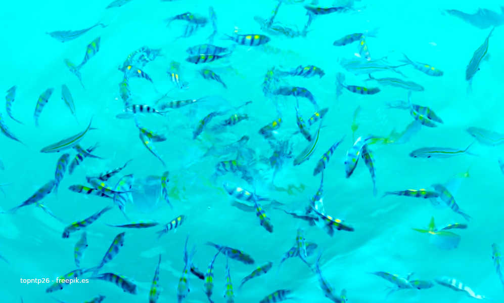Los peces de acuicultura no acumulan contaminantes químicos