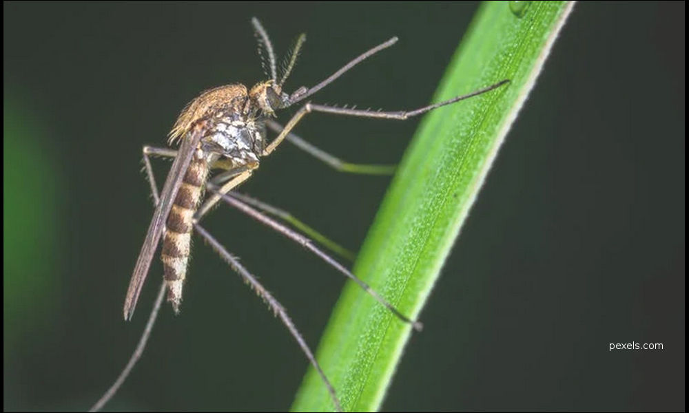 Picaduras de insectos - Consejos generales