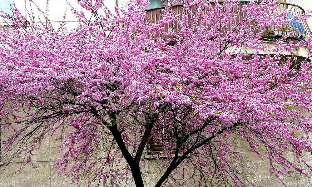 Exploración del árbol familiar