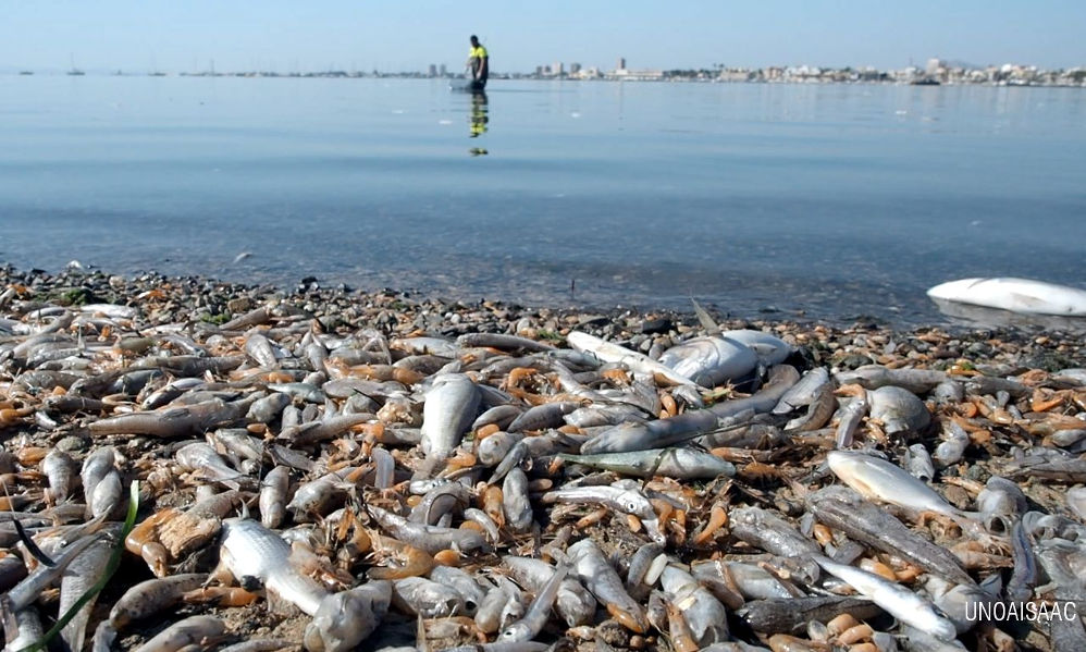 La agricultura, causa de la mortandad en el Mar Menor