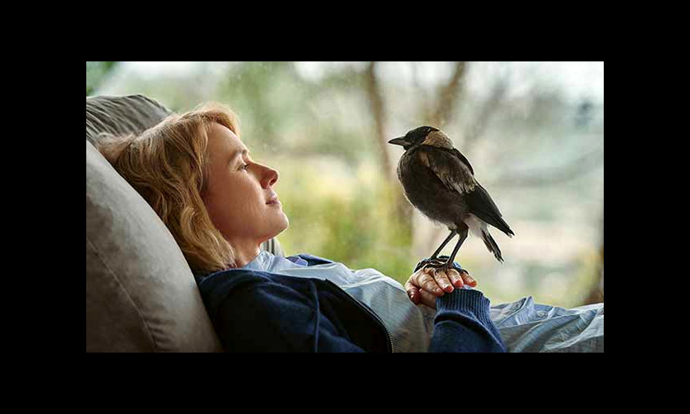 La familia Bloom – Dirigida por Glendyn Ivin