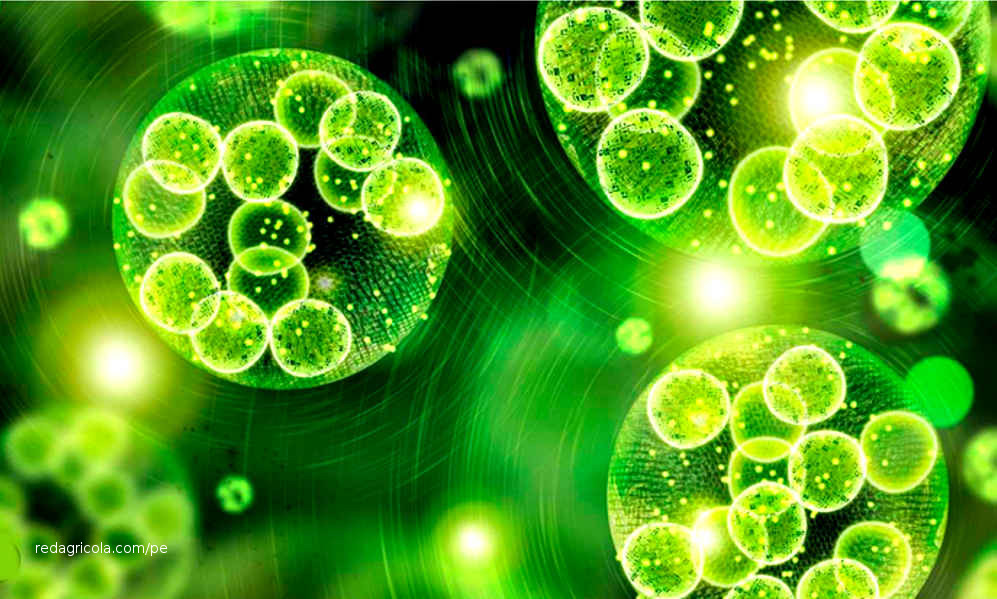 Microalgas para limpiar y reciclar aguas de desecho