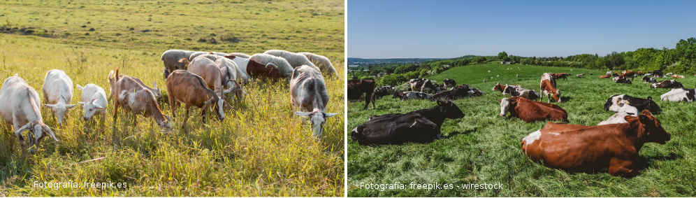 Cambiar carne de origen animal por vegetal