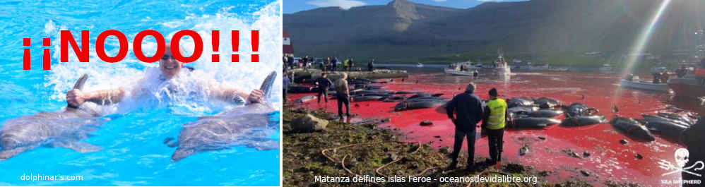 Delfines - Su cruel captura para el ocio y el consumo humano
