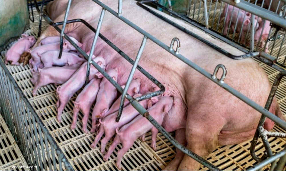 Jonathan Safran Foer - 'Salvar el mundo antes de cenar'