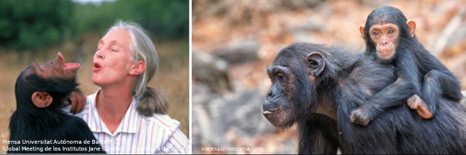 La etóloga Jane Goodall - Adiós a la mayor experta mundial en chimpancés