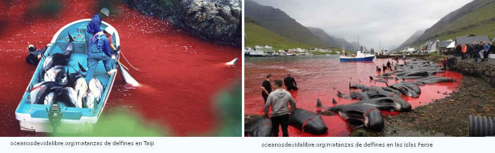 Delfines - Su cruel captura para el ocio y el consumo humano