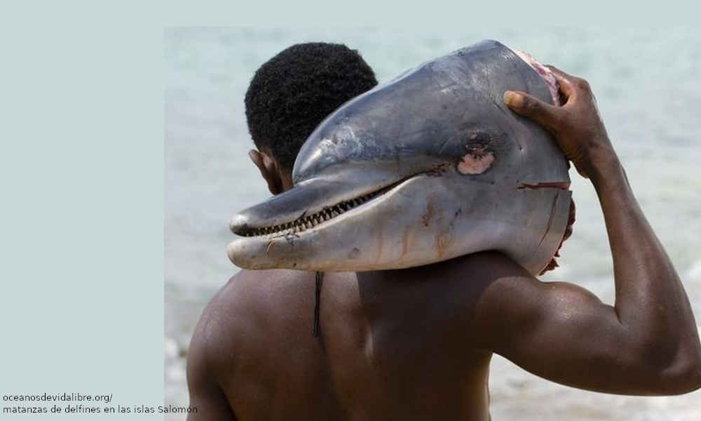 Delfines - Su cruel captura para el ocio y el consumo humano