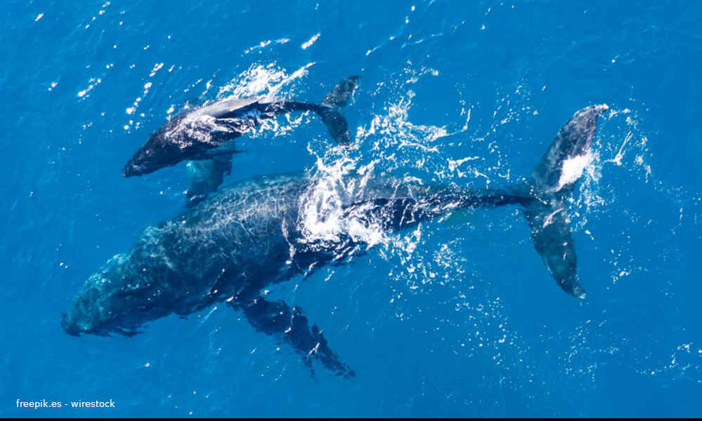 'Ecos del Océano' - Los océanos, soporte vital de nuestro Planeta