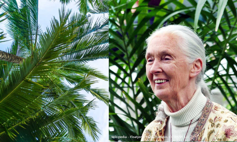 La etóloga Jane Goodall - Adiós a la mayor experta mundial en chimpancés
