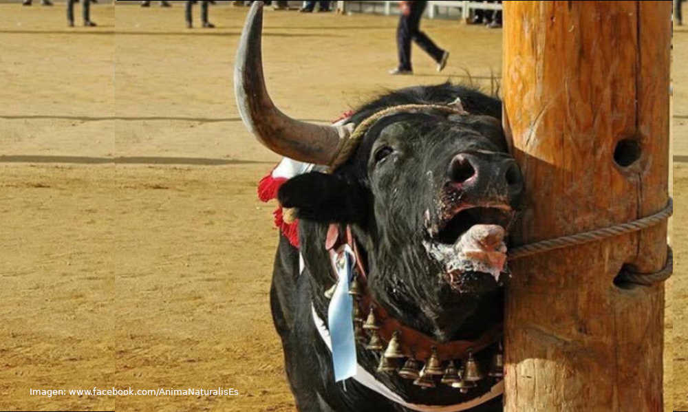 'Tardes de soledad' = Tardes de tortura cruel e inhumana